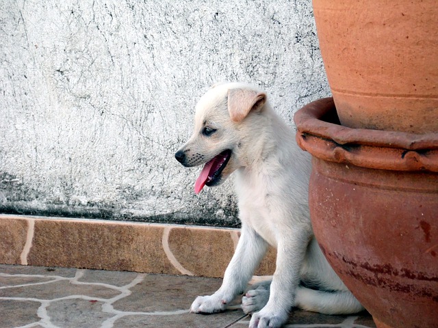 animal-239862_640.jpg