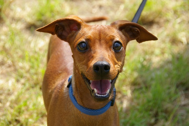 animal-portrait-234836_640.jpg