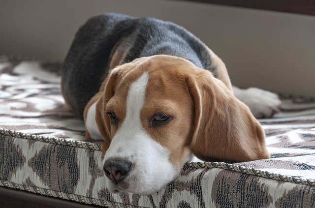 beagle-3877116_640.jpg