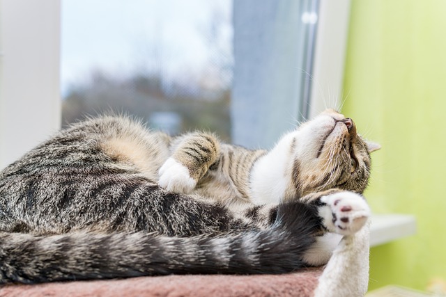 cat-6957951_640.jpg
