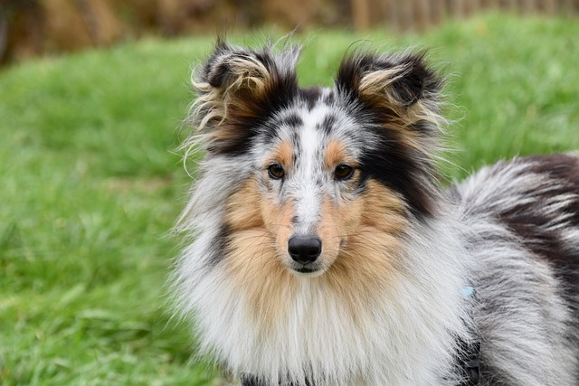 dog-4878532_640.jpg