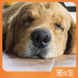 宠物医生在线咨询